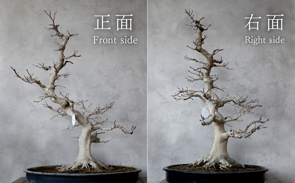 【1点物】 盆栽 山もみじ (1) 国風盆栽展 入選 作家 古澤辰雄 ①山もみじ（実生17年）