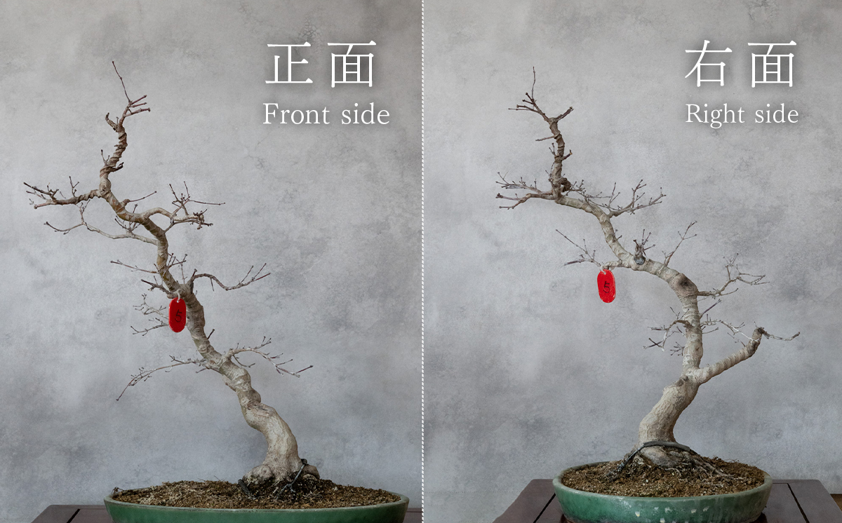 【1点物】 盆栽 もみじ （紅千鳥） (5) 国風盆栽展 入選 作家 古澤辰雄 ⑤もみじ（紅千鳥）取木６年