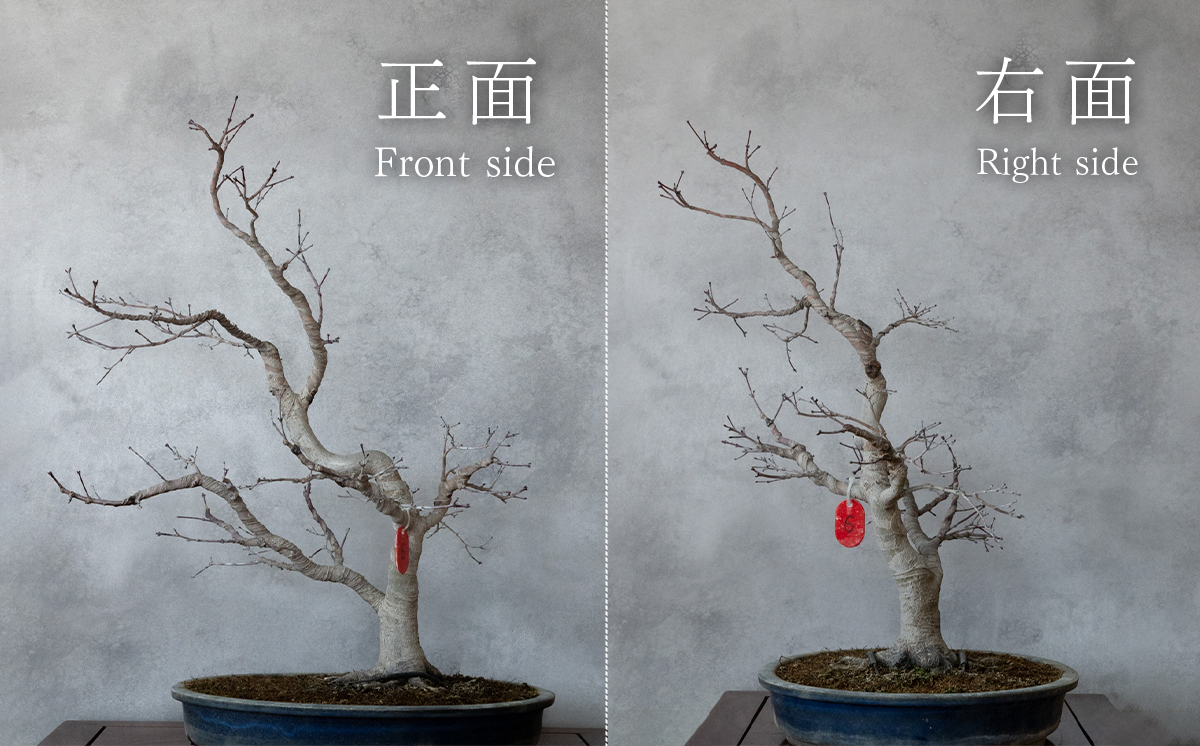 【1点物】盆栽 もみじ （紅千鳥） (6) 国風盆栽展 入選 作家 古澤辰雄 ⑥もみじ（紅千鳥）取木６年