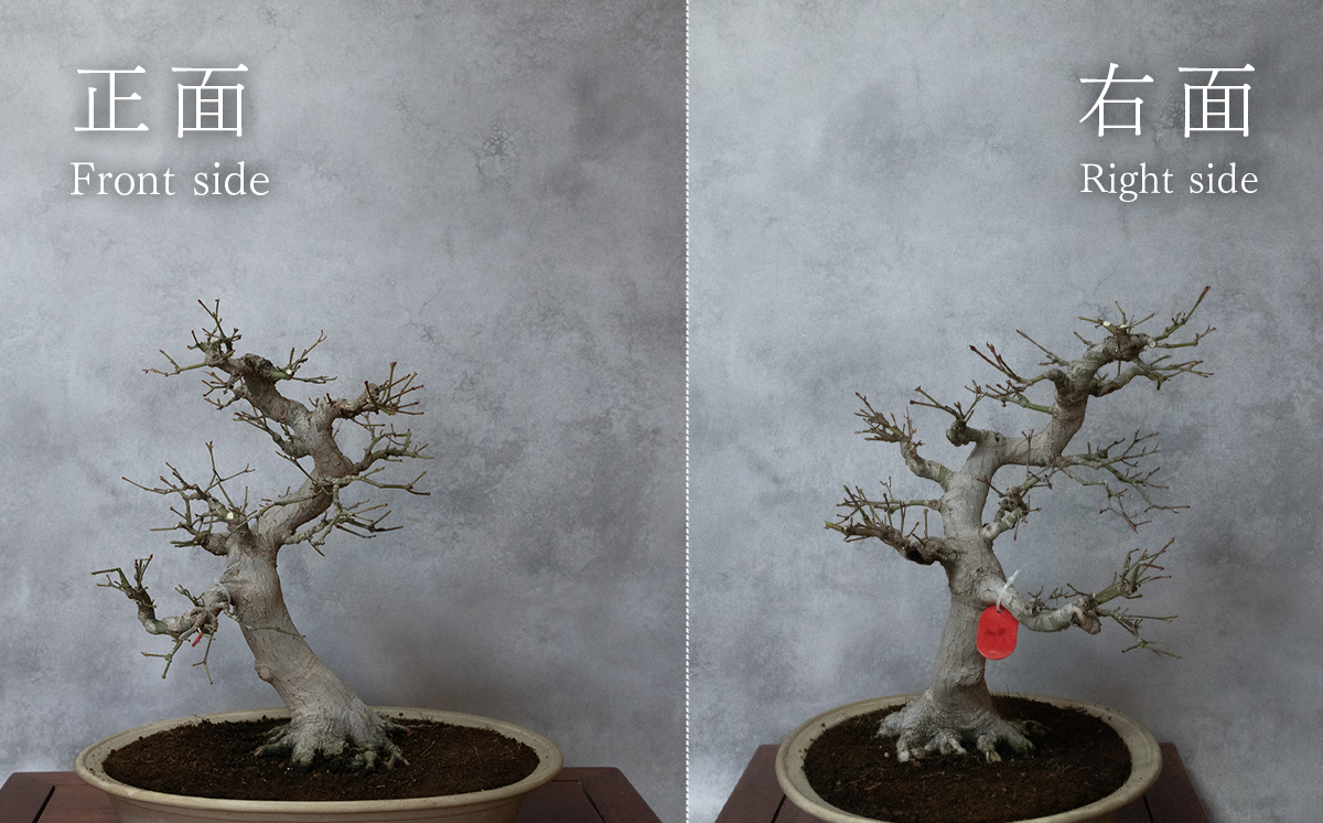 【1点物】 盆栽 山もみじ (8) 国風盆栽展 入選 作家 古澤辰雄 [SF092ya] ⑧山もみじ 実生18年