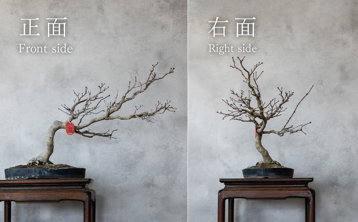 【1点物】 盆栽 もみじ （紅千鳥） (9) 国風盆栽展 入選 作家 古澤辰雄 ⑨もみじ（紅千鳥）取木６年