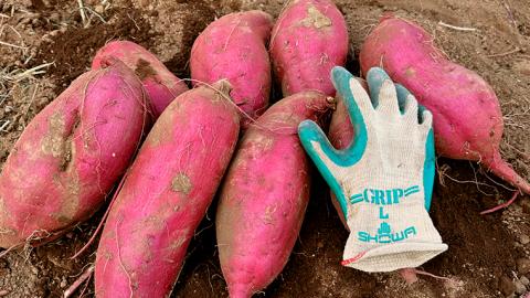 【 先行予約 2024年11月中旬以降発送 】訳あり 茨城 八千代町産 さつまいも 紅はるか 生芋 土付き 無選別 約 10kg 長期熟成 べにはるか いも イモ 芋 おやつ  [AX032ya]