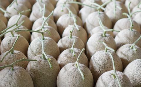 【 先行予約 】【 9月中旬 以降発送】 アールスメロン 1箱 （ 4L 4玉 ） 直送 フルーツ 果物 お取り寄せ 茨城県産 特産品 期間限定 [AA011ya]