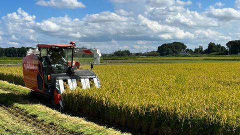 令和7年産 茨城県産 ミルキークイーン 10kg 精米 米 こめ コメ 農家 直送 こだわり お米 おこめ 茨城 [BG012ya] ミルキークイーン 10kg 精米