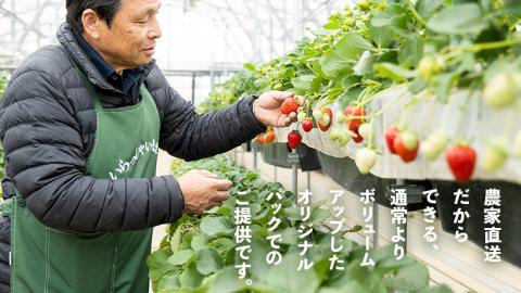 【 先行予約 2026年1月中旬以降発送 】 数量限定 農家直送 ♪ 八千代町産 いちご ボリュームパック （ 4パック ） 人気 の 詰め合わせ セット イチゴ 苺 季節限定 茨城県 フルーツ 果物 食べ比べ セット [AJ002ya]