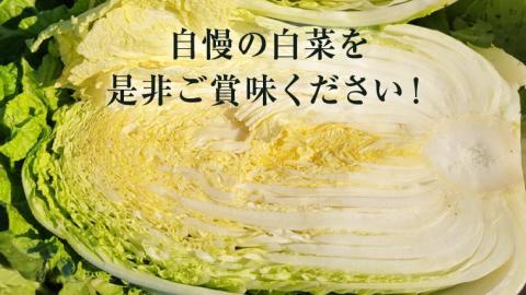 【生産量日本一！】 白菜 茨城県 八千代町産 1箱 4玉 10kg 以上 農家直送 期間限定 ハクサイ 鍋 冬野菜 野菜 やさい 旬 ふるさと納税