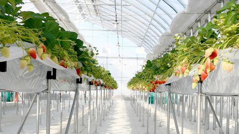 いちご狩り体験 チケット おとな2枚 小学生2枚 いちご狩り 体験 イチゴ 苺 フルーツ 果物 食べ放題 [BP002ya]