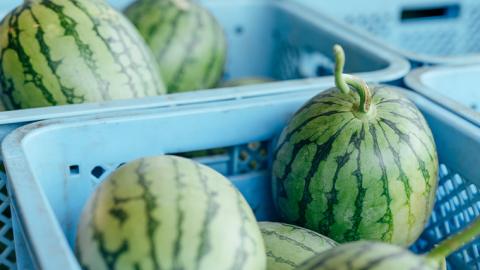 【 先行予約 2026年7月下旬以降発送 】 小玉 スイカ ピノ・ガール 2玉 優以上 NONAKA HIROSHI FARM すいか 西瓜 数量限定 甘い 夏 果物 旬 [AX029ya] ピノ・ガール 2玉