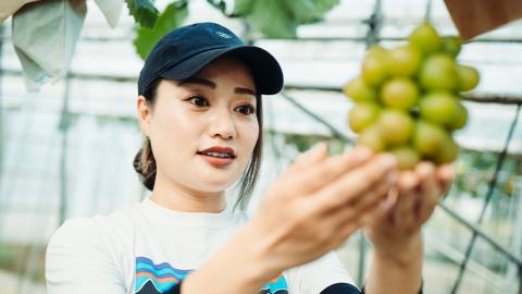 八千代町産 シャインマスカット スカーレット 2品種 食べ比べ セット 約 1kg 【 2025年9月中旬以降発送 】 ぶどう ブドウ 葡萄 マスカット 農家直送 ふるさと納税 15000円 茨城県 八千代町 先行予約 数量限定 [CU002ya]