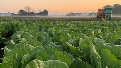 【国産素材】総重量1250g! 生産量日本一！八千代町の白菜を使った ジューシー白菜餃子 50個（冷凍）ぎょうざ 冷凍餃子 惣菜 中華 点心 お取り寄せ ギョーザ ギョウザ 小分け おつまみ [BN005ya]