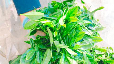 【7月より発送開始】 ＜ お中元 熨斗付き ＞ さしま茶 ペットボトル 350ml 24本 入り 御中元 贈答 ギフト ふるさと納税 [AE032ya]