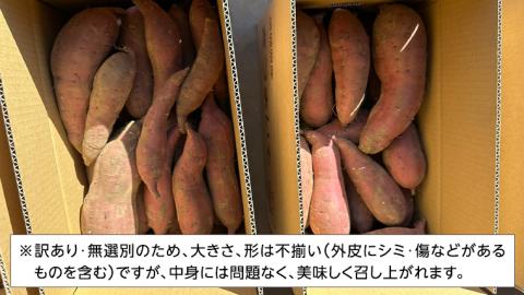 【 先行予約 2024年11月中旬以降発送 】 訳あり 無選別 八千代町産 シルクスイート 生芋 約 10kg さつまいも イモ 芋 おやつ デザート いも 秋 旬 [AX033ya]