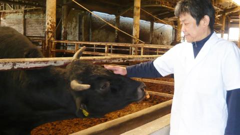 茨城県産高級黒毛和牛「常陸牛」　もも焼肉用　580ｇ　[AI003ya]