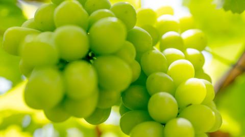 【 先行予約 2026年8月下旬以降発送 】 農家直送 ! 八千代町産 シャインマスカット 約 1.4kg （ 2～3房 ） マスカット フルーツ 果物 2026年 先行受付 ぶどう ブドウ 葡萄 フルーツ ふるさと納税 [AJ003ya]