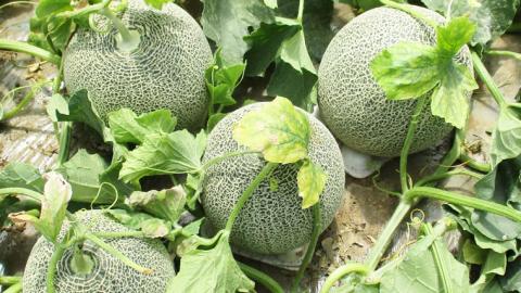 ＜先行予約＞【2023年6月上旬以降発送】貴婦人メロン「belle」 タカミレッド 赤肉メロン メロン 貴味 タカミ 赤肉 [AY004ya]