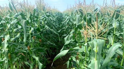 【先行予約 2026年7月中旬以降発送 】【 令和8年産 】【 訳あり 】 八千代町産 農家直送 朝採り とうもろこし おおもの 6kg トウモロコシ スイートコーン 産地直送 規格外  不揃い 傷 [AX031ya][SZRY]