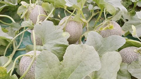 ＜先行予約＞【6月上旬以降発送】令和5年産 八千代町産 タカミメロン 優以上 1箱 （3～4玉入り） 約4.5kg 期間限定 産地直送 果物 フルーツ メロン 甘い [AX023ya]