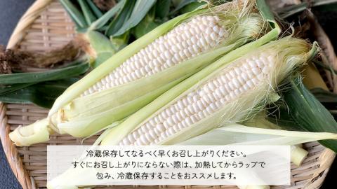 【 先行予約 2026年6月下旬以降発送】【 令和8年産 】 朝採り とうもろこし （ ピュアホワイト ） 約 6kg [AX060ya] ピュアホワイト（約6kg）