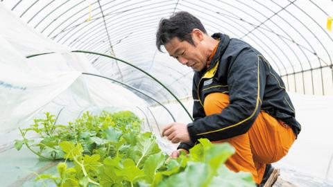 【 先行予約 6月中旬以降発送 】 令和5年産 ビレンス メロン 約2kg 1箱 2玉入り めろん 期間限定 産地直送 果物 フルーツ 青肉 甘い 新鮮 希少 ギフト [AV007ya]