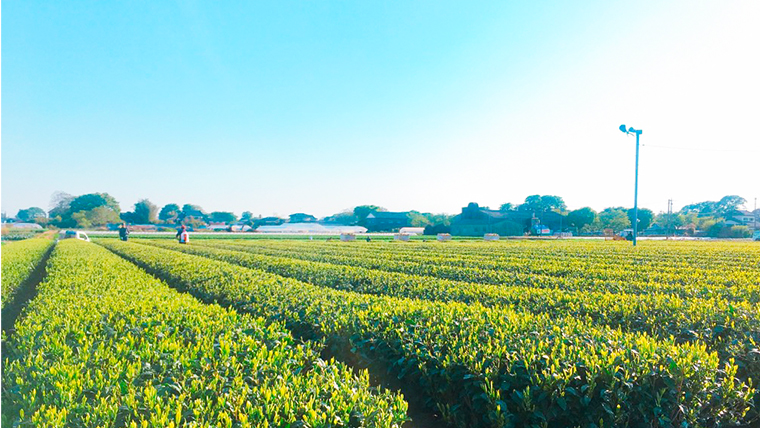【7月より発送開始】 ＜ お中元 熨斗付き ＞  《簡単！便利！》 急須のいらない 粉末 緑茶 御中元 贈答 ギフト ふるさと納税 [AE029ya]