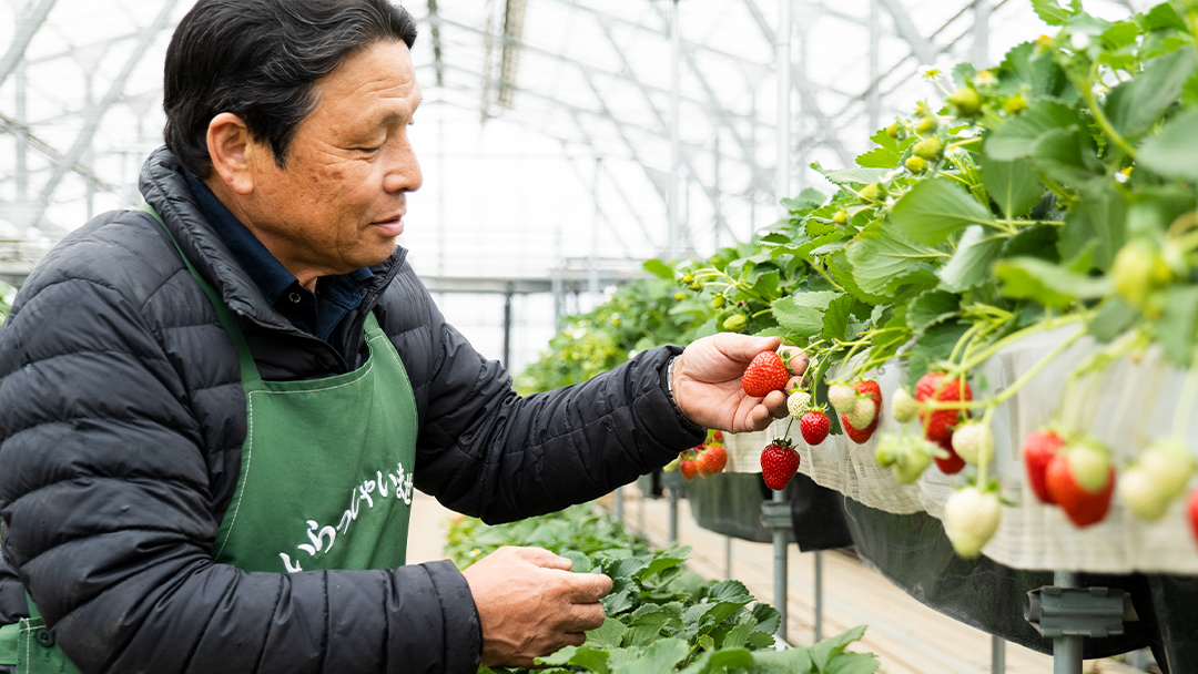 【 訳あり 】 冷凍 いちご 約2.5kg ( 500g × 5パック ) イチゴ 苺 アイス 冷たい 旬 凍眠 小分け 新鮮 お得 品種ランダム [AU069ya] 冷凍いちご 約2.5kg