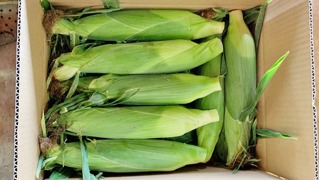 朝採り 農家直送 とうもろこし 6kg 「 おおもの 」【 先行予約2026年7月中旬以降発送】トウモロコシ スイートコーン コーン 野菜 大粒 大きい 新鮮 甘い 高糖度 サラダ 八千代町産 茨城県産 産地直送 [AX027ya]