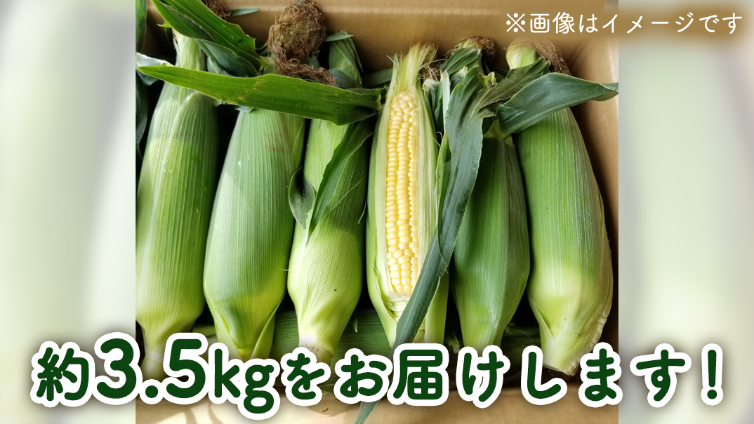【先行予約 2026年6月中旬以降発送 】 【 令和8年産 】朝採り とうもろこし （ ゴールドラッシュ ） 約 3.5kg トウモロコシ 朝採り 甘い 新鮮 スイートコーン コーン 野菜 極甘 岩田さん 2026 [AX058ya] ゴールドラッシュ（約3.5kg）