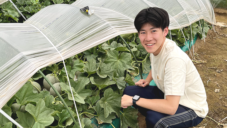 【 先行予約 2025年6月中旬 以降発送】 令和7年産 八千代町産 タカミメロン 優以上 1箱 （ 3 ～ 5玉 入り） 期間限定 産地直送 果物 フルーツ メロン 甘い [CL001ya]