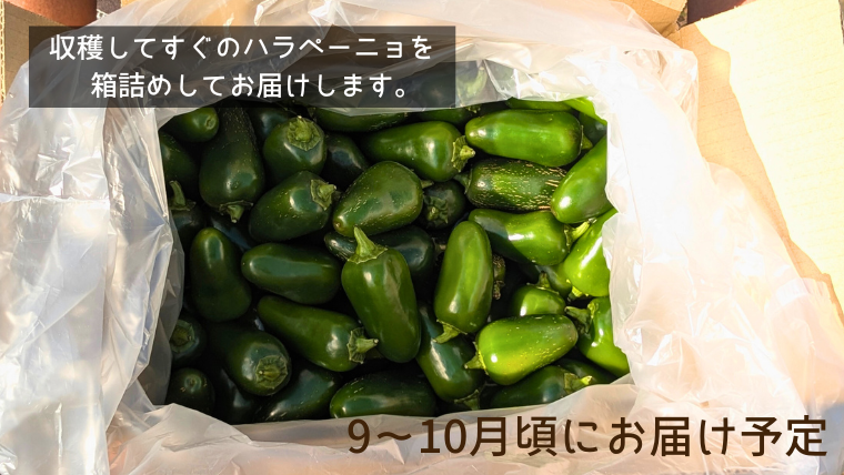 【 先行予約 2026年9月上旬順次発送】 採りたてフレッシュなハラペーニョ 辛くて旨い！ 1kg コジカジュ園 農家直送 茨城県 八千代町 [CX008ya]