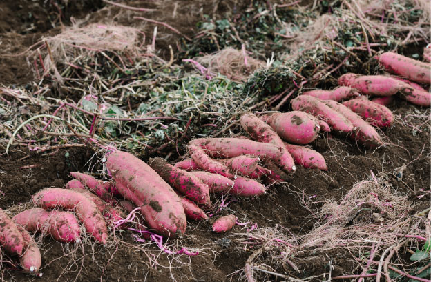 焼き芋 クロワッサン 八千代町産 さつまいも 紅はるか使用 パン お菓子 スイーツ デザート 芋 いも 焼いも ふるさと納税 8000円 濃厚 NONAKA HIROSHI FARM [DF001ya] 焼き芋 クロワッサン