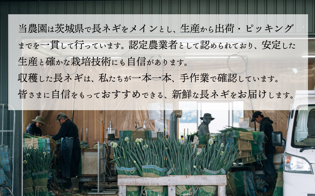 長ネギ 約5kg 約45本 茨城県産 八千代町産 野菜 農家直送 化成肥料不使用 有機肥料100% ねぎ 長ねぎ ネギ 旨味 認定農業者 9000円 [DJ003ya] 【スピード発送】約45本 | 9,000円