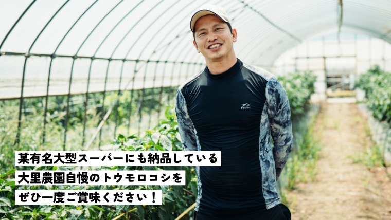 【 先行予約 2026年7月上旬以降発送 】【農家直送】 朝採り トウモロコシ （ ゴールドラッシュ ）1箱 約6kg  とうもろこし スイートコーン 産地直送 期間限定 甘い [SF018ya]