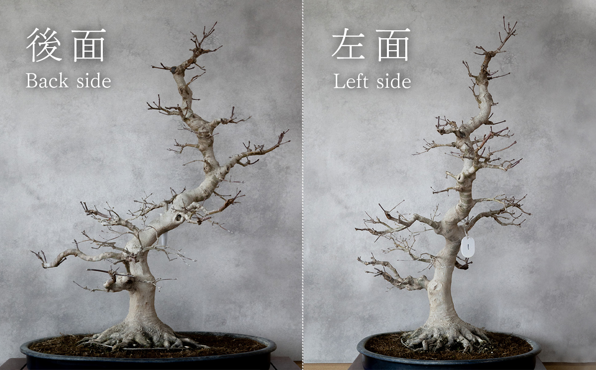 【1点物】 盆栽 山もみじ (1) 国風盆栽展 入選 作家 古澤辰雄 ①山もみじ（実生17年）