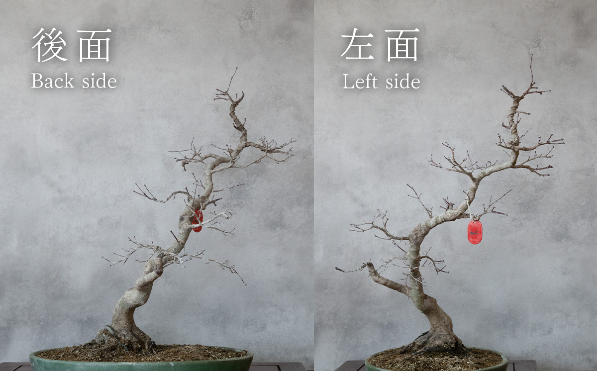 【1点物】 盆栽 もみじ （紅千鳥） (5) 国風盆栽展 入選 作家 古澤辰雄 ⑤もみじ（紅千鳥）取木６年