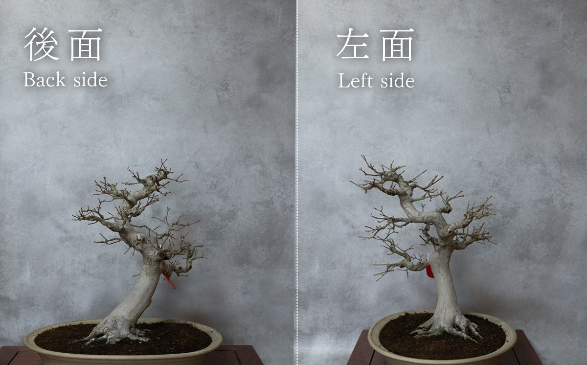 【1点物】 盆栽 山もみじ (8) 国風盆栽展 入選 作家 古澤辰雄 [SF092ya] ⑧山もみじ 実生18年