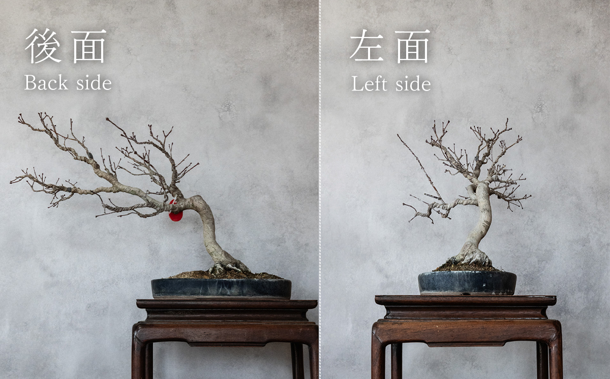 【1点物】 盆栽 もみじ （紅千鳥） (9) 国風盆栽展 入選 作家 古澤辰雄 ⑨もみじ（紅千鳥）取木６年