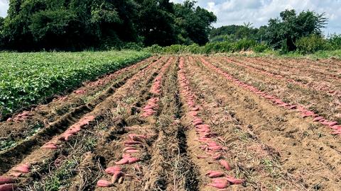 【 先行予約 2024年11月中旬以降発送 】訳あり 茨城 八千代町産 さつまいも 紅はるか 生芋 土付き 無選別 約 10kg 長期熟成 べにはるか いも イモ 芋 おやつ  [AX032ya]