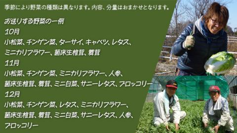 【 季節限定 秋 】 産地直送 ！ 旬 の 産直 野菜 セット 詰め合わせ BOX 新鮮 詰合せ つめあわせ 直送 茨城 茨城県 おまかせ [CN001ya]