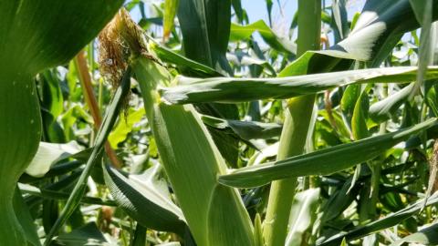 【訳あり】加熱殺菌済み 真空とうもろこし（ゴールドラッシュ）約3kg とうもろこし トウモロコシ 無添加 保存料不使用 真空パック 数量限定[AU024ya]