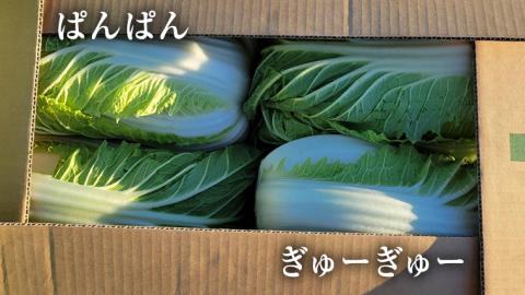 【生産量日本一！】 白菜 茨城県 八千代町産 1箱 4玉 10kg 以上 農家直送 期間限定 ハクサイ 鍋 冬野菜 野菜 やさい 旬 ふるさと納税