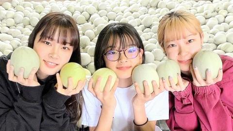 農家直送 プリンスメロン 1箱 約5kg ( 7～8玉入り ) 【 2026年5月下旬以降発送 】【 先行予約 】 期間限定 産地直送 果物 フルーツ メロン 甘い [CM002ya]