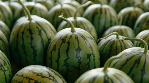 【 先行予約 2026年7月下旬以降発送 】 小玉 スイカ ピノ・ガール 2玉 優以上 NONAKA HIROSHI FARM すいか 西瓜 数量限定 甘い 夏 果物 旬 [AX029ya] ピノ・ガール 2玉