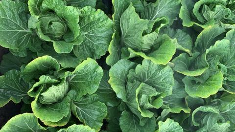 【国産素材】総重量1250g! 生産量日本一！八千代町の白菜を使った ジューシー白菜餃子 50個（冷凍）ぎょうざ 冷凍餃子 惣菜 中華 点心 お取り寄せ ギョーザ ギョウザ 小分け おつまみ [BN005ya]