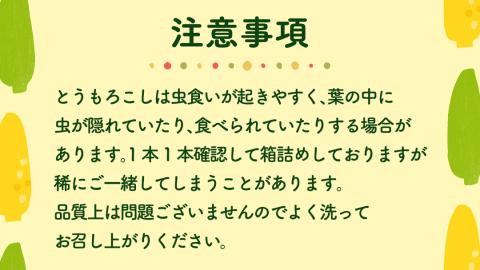 【先行予約 2026年6月中旬以降発送 】 【 令和8年産 】朝採り とうもろこし （ ゴールドラッシュ ） 約 6kg トウモロコシ スイートコーン コーン 野菜 産地直送 期間限定 極甘 岩田さん 昼めし旅 [AX019ya] ゴールドラッシュ（約6kg）