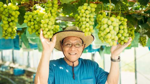 【 先行予約 2026年8月下旬以降発送 】 農家直送 ! 八千代町産 シャインマスカット 約 1.4kg （ 2～3房 ） マスカット フルーツ 果物 2026年 先行受付 ぶどう ブドウ 葡萄 フルーツ ふるさと納税 [AJ003ya]