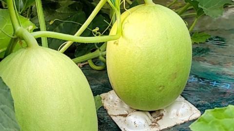 【 先行予約 6月中旬以降発送 】 令和5年産 ビレンス メロン 約2kg 1箱 2玉入り めろん 期間限定 産地直送 果物 フルーツ 青肉 甘い 新鮮 希少 ギフト [AV007ya]