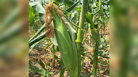 【 先行予約 ・7月中旬以降発送】【 訳あり 】 加熱殺菌済み 真空 とうもろこし ( おおもの ) 約3kg トウモロコシ 食べくらべ 無添加 保存料不使用 真空パック 甘い [AU077ya]