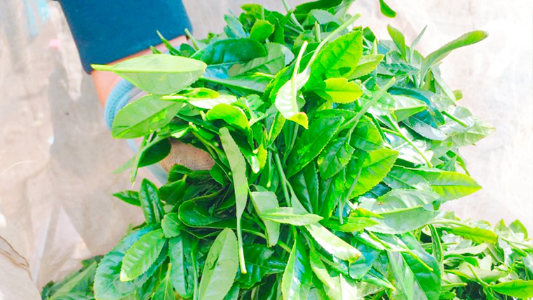 【農林水産大臣賞受賞工場謹製】特選お茶バラエティセット　[AE003ya]			