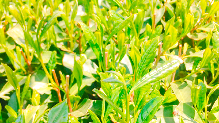 ＜ お歳暮 熨斗付き ＞煎茶 ・ ほうじ茶 《三角》 ティーバッグ セット 緑茶 6袋 おちゃ 茶 茶葉 飯山製茶 一番茶葉 三角ティーバッグ [AE026ya]