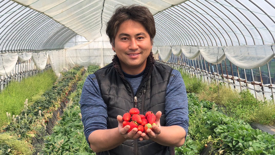 【 訳あり 】 冷凍 いちご 約2.5kg ( 500g × 5パック ) イチゴ 苺 アイス 冷たい 旬 凍眠 小分け 新鮮 お得 品種ランダム [AU069ya] 冷凍いちご 約2.5kg